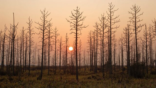 Afternoon sunlight reveals lifeless loblolly pines, felled by a southern pine beetle infestation within a nature reserve.