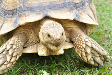 africa tortoise, African spurred tortoise or  Centrochelys sulcata or  Geochelone sulcata or  sulcata tortoise or tortoise
