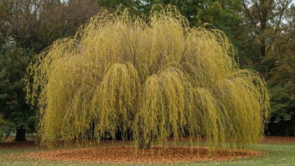A white willow tree showcases the vibrant colors of autumn as its delicate leaves evolve from lush green to brilliant yellow.