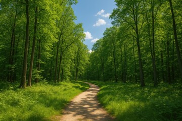 Fototapeta premium Serene scene of a walkway surrounded by vibrant greenery