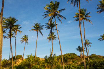 Obraz premium Palm plantation