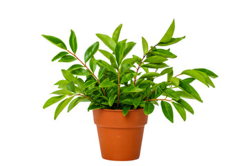 Obraz premium Vibrant Green Plant in Terracotta Pot Isolated on Black