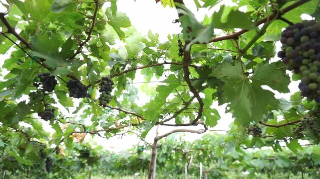 Ba Moi Vineyard in Ninh Thuan Province Travel in Vietnam