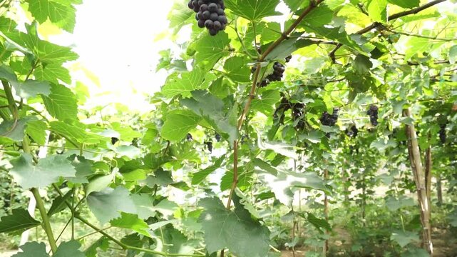 Ba Moi Vineyard in Ninh Thuan Province Travel in Vietnam
