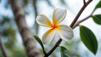 Obraz premium Close-up of a plumeria flower against a soft, out-of-focus white backdrop
