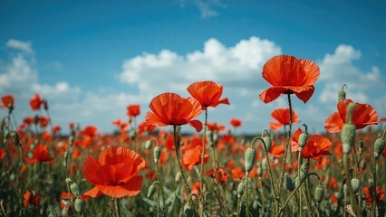 Vivid poppy blossoms under an open azure sky