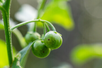 夏の山　イヌホウズキの青い実01