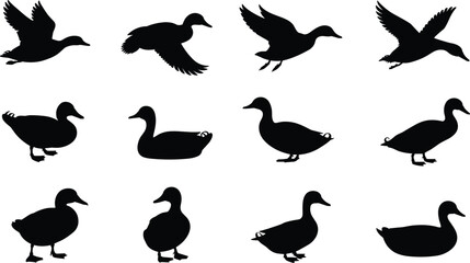 PrSilhouette collection of ducks in flight and standing poses, wildlife vector set for nature, animal, bird, illustration, stock useint