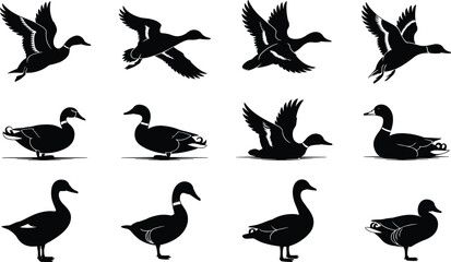 PrinSilhouette ducks flying, swimming, standing, black vector illustration for wildlife, nature, bird design, waterfowl art, animal graphics, decort