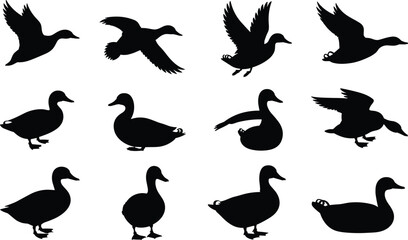 PriSilhouette ducks, flying and standing, wildlife vector, nature illustration, bird design, black and white art, animal pose collectionnt