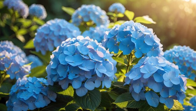 A lush garden filled with blooming blue hydrangea flowers on a bright summer day
