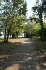 SENTIERO TRA GLI ALBERI 