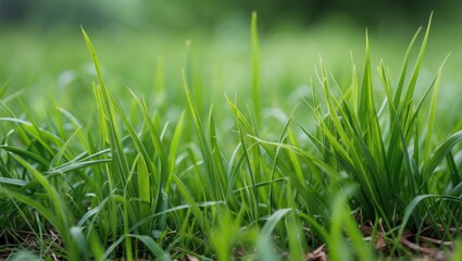 Obraz premium Vibrant green pasture thriving in warm seasons within outdoor landscapes