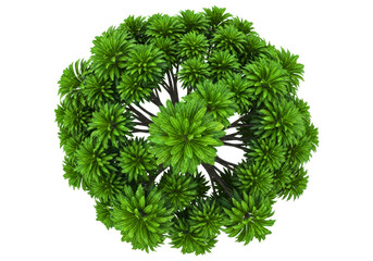 Top view of a round green bush plant

