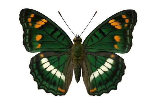 Close-up of a segeant butterfly (Athyma nefte) on a white backdrop, isolated with clipping path