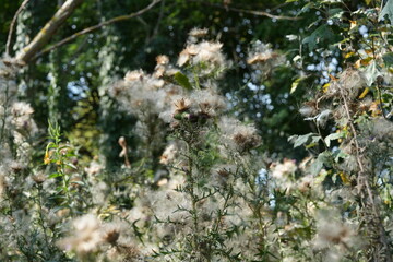 VEGETAZIONE DEL SOTTOBOSCO