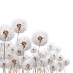 Obraz premium A cluster of fluffy, white dandelion seed heads on slender stems against a black background