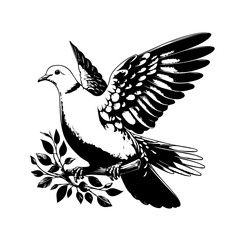 Obraz premium Dove with olive branch isolated on white background in black and white style