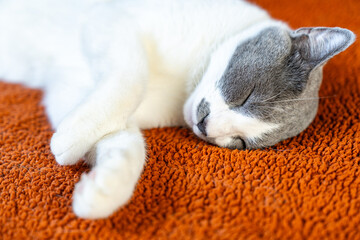 Cute gray white cat on orange plaid. Pet warms under a blanket in cold winter weather. a gray and white cat sleeping under a blanket. Pets friendly and care concept. domestic cat on sofa
