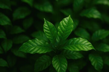 Lush Coffee Leaf Plants