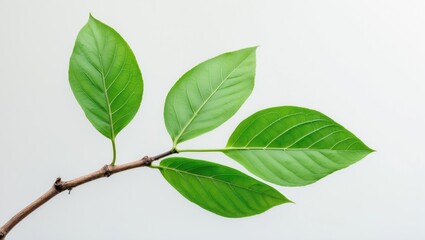 Obraz premium Isolated green leaf against white backdrop, perfect for graphic design
