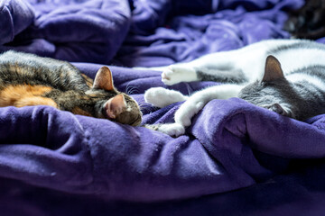 Relaxed three color  Cat Sleeping on a Soft Purple Blanket. Cozy and Adorable Pet Resting in a Comfortable Home cold winter weather. Peaceful Feline Nap. Fluffy Domestic Cat Relaxation. Pet ownership.