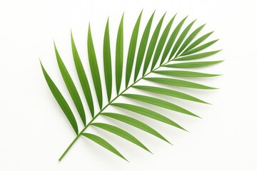 Obraz premium Vibrant green palm frond