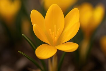 Obraz premium Close-up shot of yellow crocuses blooming in spring