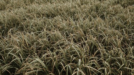 Traditional Japanese tatami mat without borders