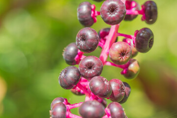 夏の山　ヨウシュヤマゴボウの実05
