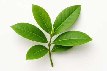 Obraz premium Isolated leaves of the Ixora coccinea plant against a white background