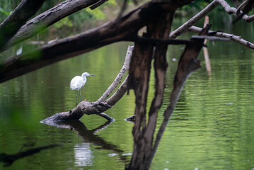 White Bird on Branch Over Calm Water