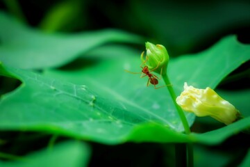 Close-up photograph of red ants on a leaf.