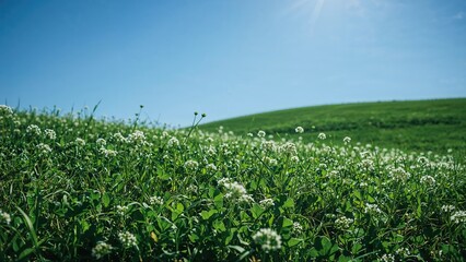 Scenic view of a meadow abundant with green clover foliage