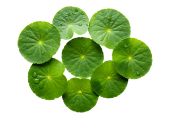 Green round leaves arranged in a circle isolated on transparent background
