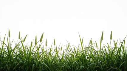 Obraz premium Lone outline of plants and grass in a field against a white backdrop