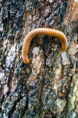 Colorful Millipede Crawling on Bark