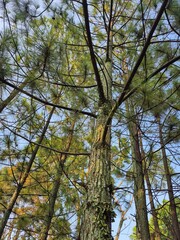 Fototapeta premium Pine trees and sky
