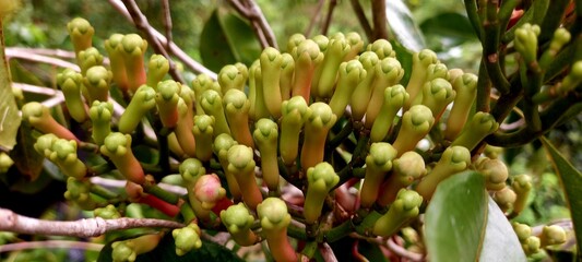 Cloves (Syzygium aromaticum) come from the Myrtaceae tree family