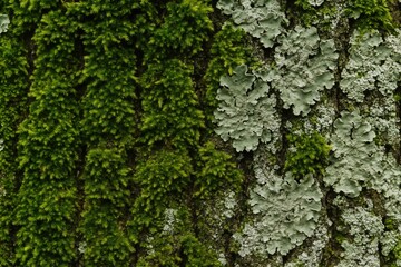 Macro view of mosses and lichens