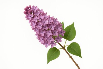 Single lilac blossom displayed against a plain white backdrop