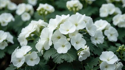 Elegant white Pelargonium flowers growing outdoors