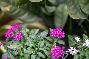 Vibrant Pink Flowers Against Green Leaves