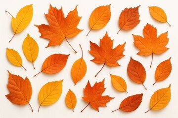 Fototapeta premium Colorful Fall Foliage Fallen onto a Plain White Surface