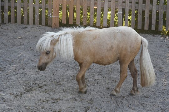 Falabella ist eine argentinische Miniaturponyrasse. 
