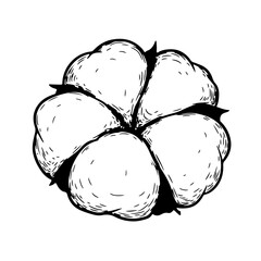 Detailed Black and White Cotton Flower Illustration with Textured Petals