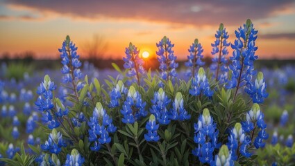 Springtime Sunset Over Field Bluebonnets