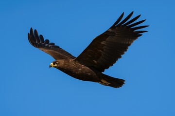 Obraz premium A large eagle in flight beneath a bright blue sky