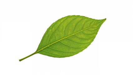 Fototapeta premium Solitary leaf displayed on a white canvas