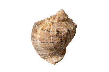 ocean, sea creature natural sea star, spiral seashell white background. marine life, beach decor, ocean wildlife, coastal theme, summer vacation, nautical elements, tropical sea creatures collection